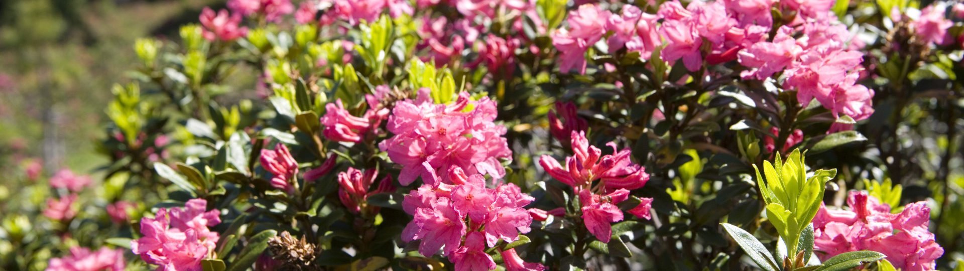 Philosophie 26 hotel andy pitztal sommer 2012 417